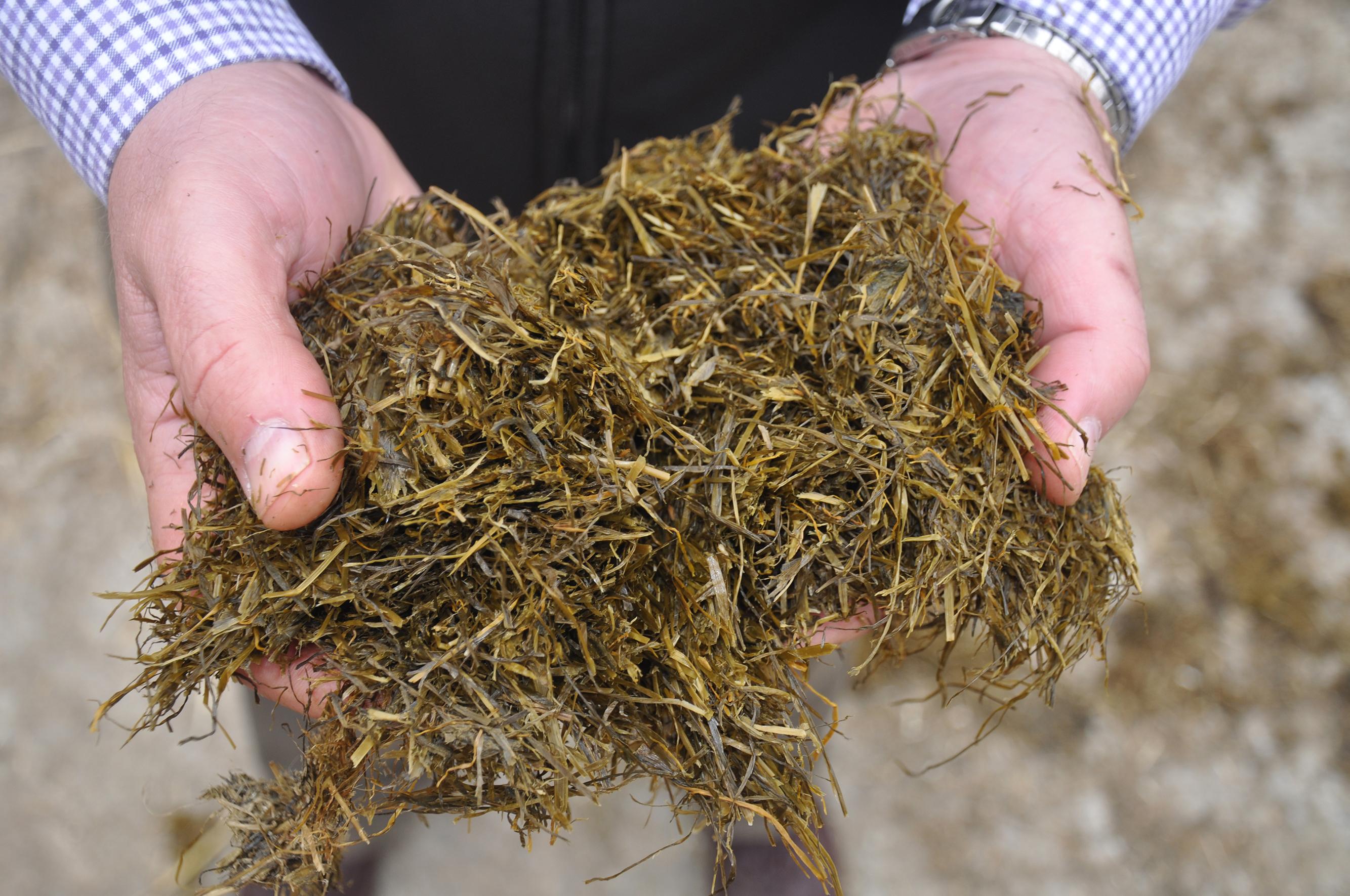 Silage in hands 2