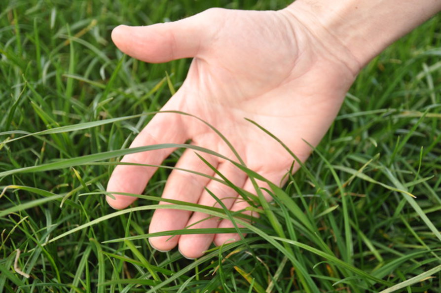 Grass in hand