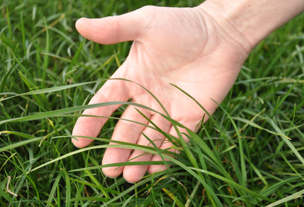 Grass in hand listing