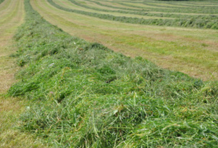 Silage rows listing