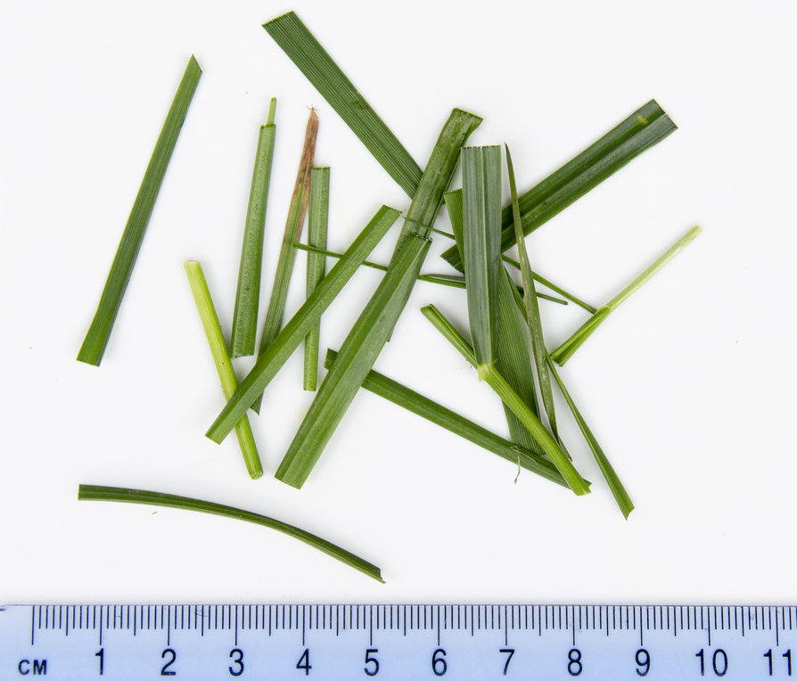 1 gram of grass