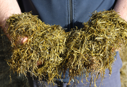 Grass silage in hands at 300 listing