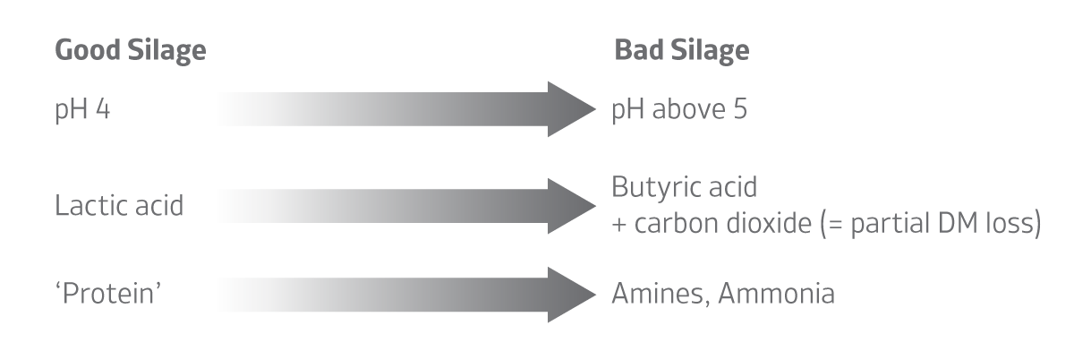 Good silage bad silage diagram