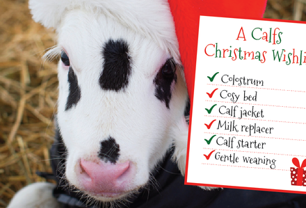 Stress Free Calf Rearing News Ecosyl Uk