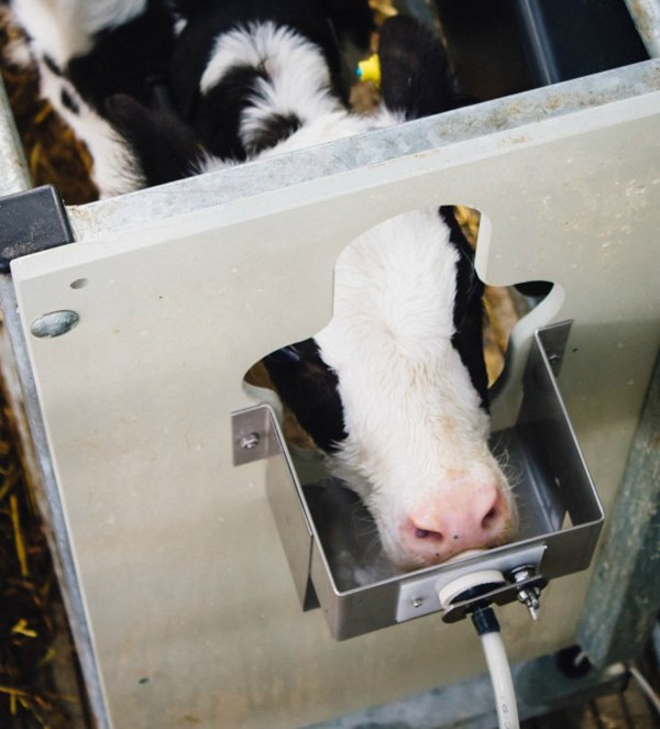 Stress Free Calf Rearing News Ecosyl Uk