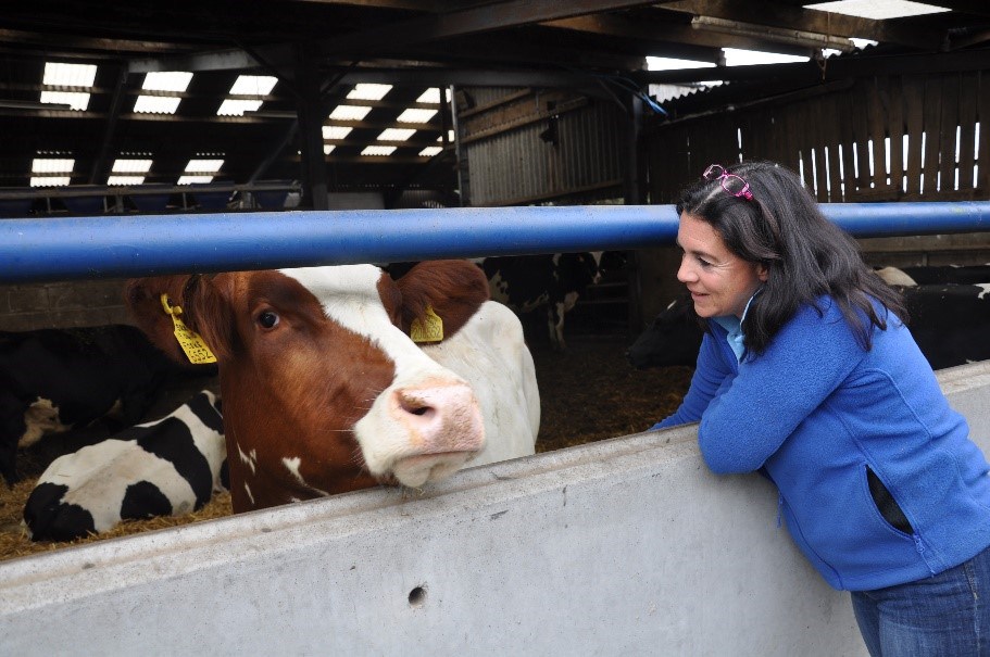 Stress Free Calf Rearing News Ecosyl Uk