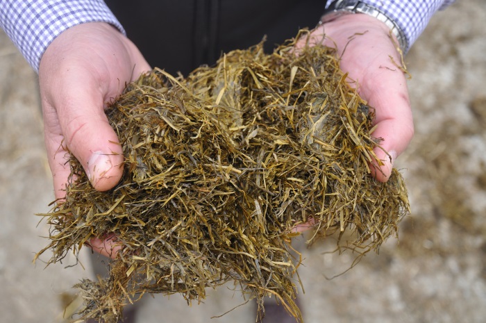 Silage in hands 