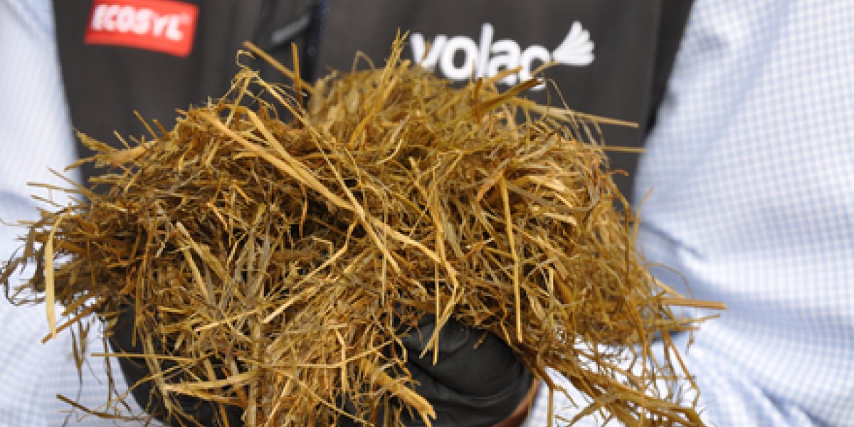 Silage in hands