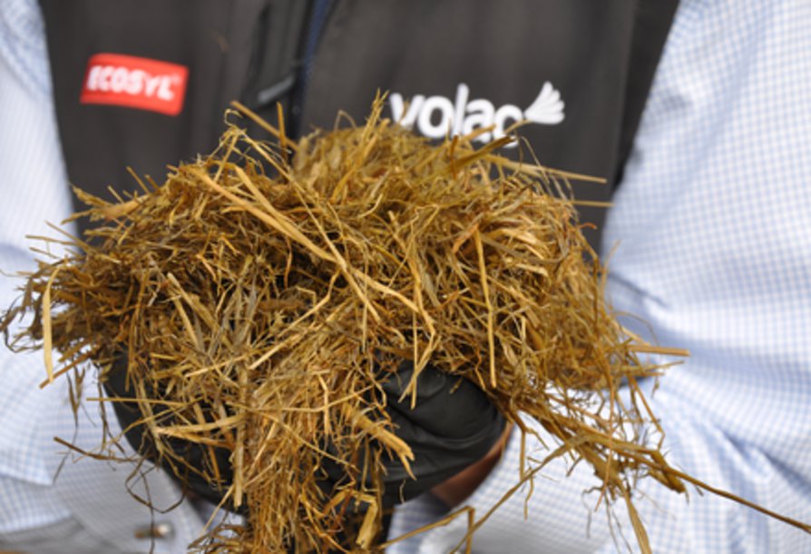 Silage in hands