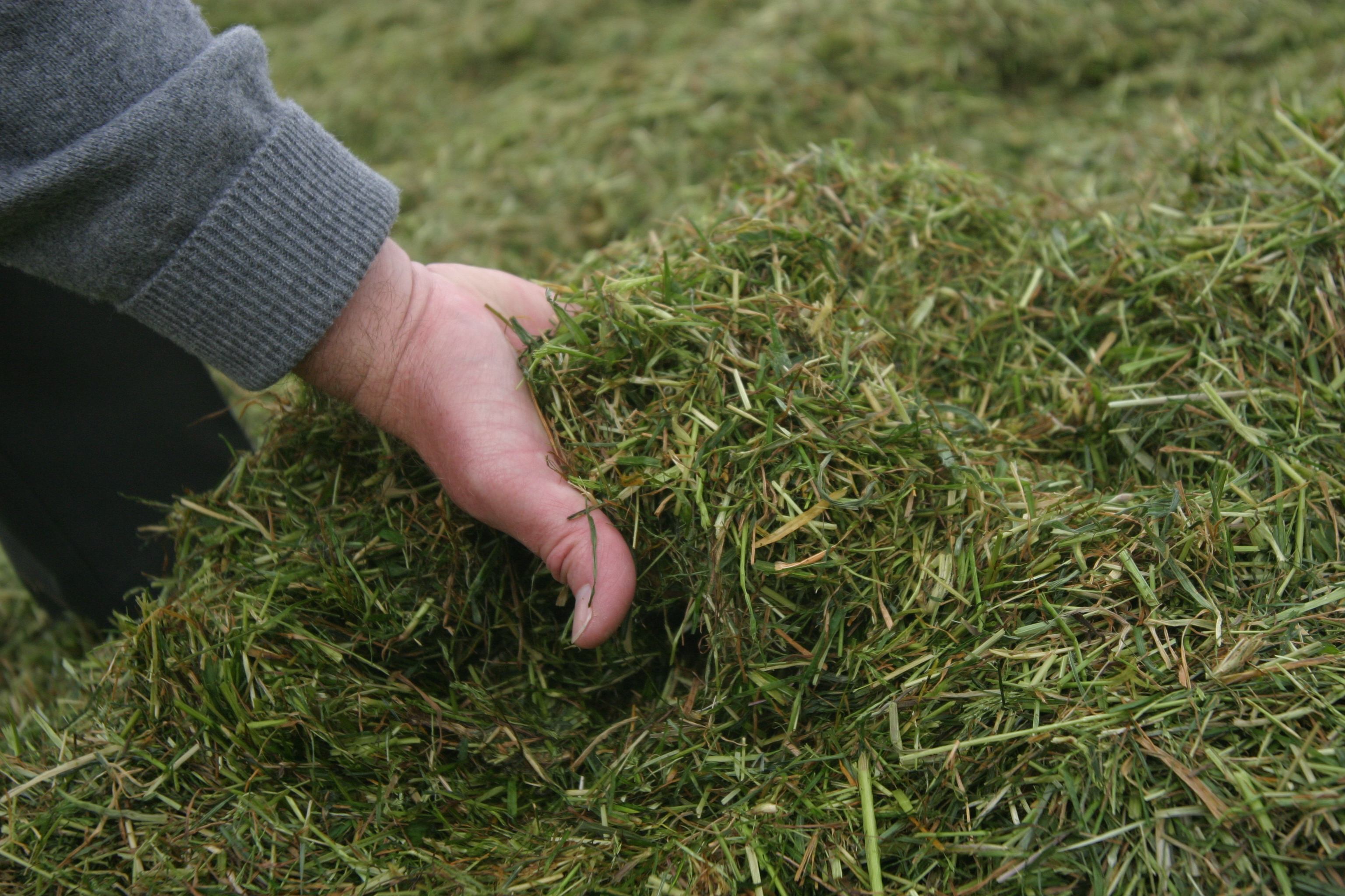 Grass silage