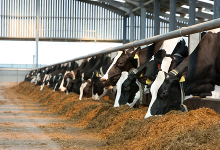Cows feeding on silage listing