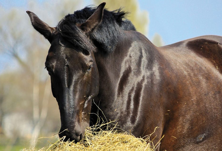 Fat horse eating hay 1280x640 listing