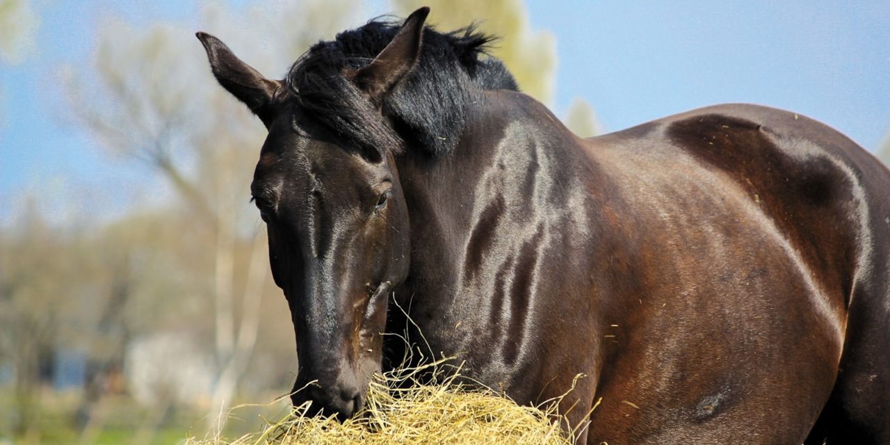 Horse eating