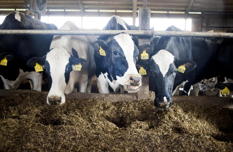 Cows eating silage