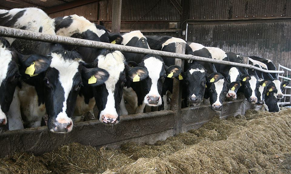 Cows eating silage