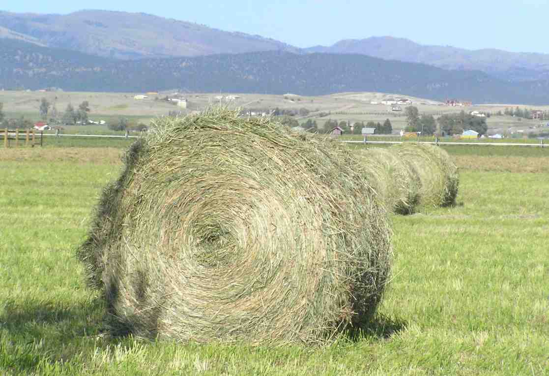 Bales