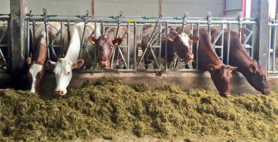 Cows eating silage