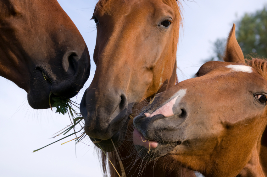 Horses eating