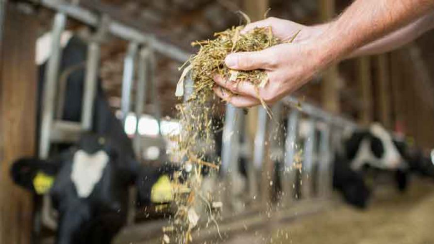 Silage in hands