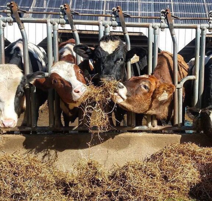 Cows eating silage