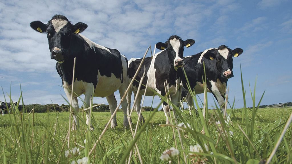 Cows on grass