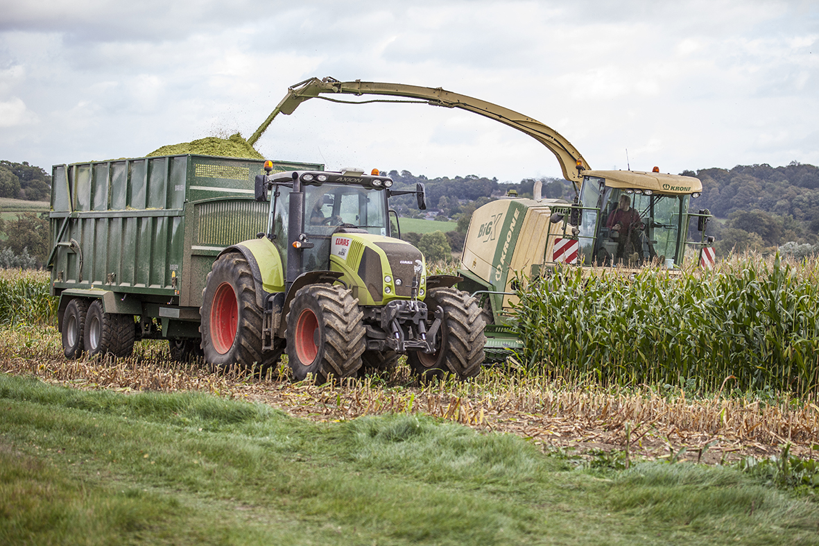 Maize harvest 1