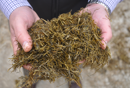 Silage in hands 2  listing