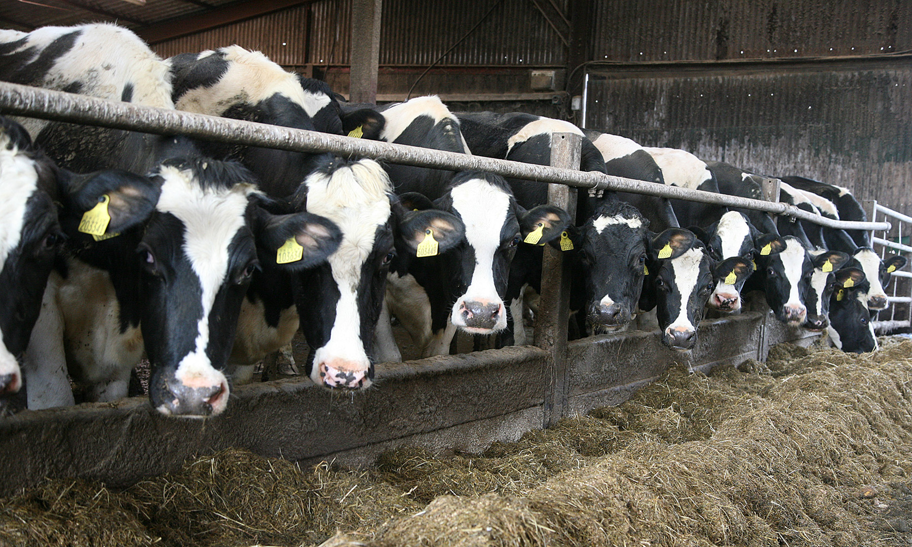 Bradley cows