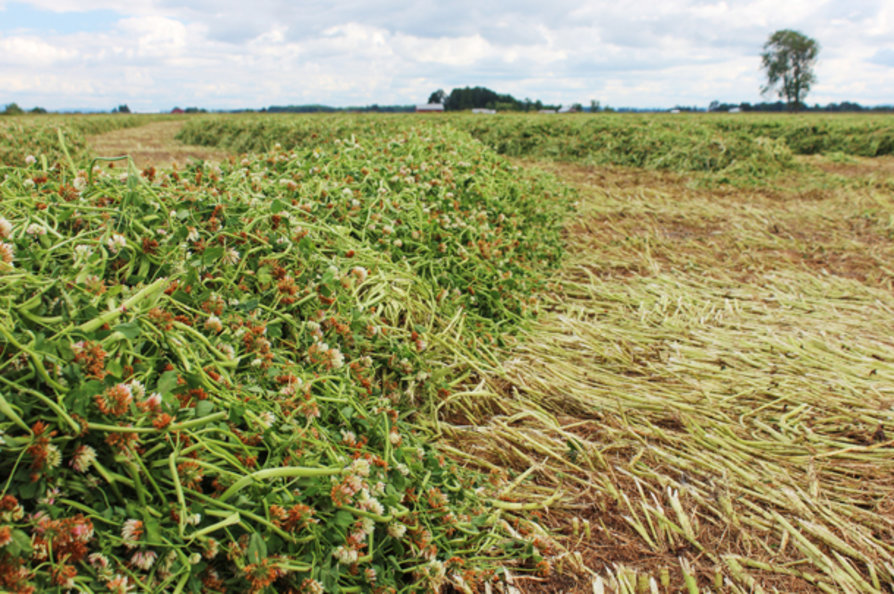 Legume silage 