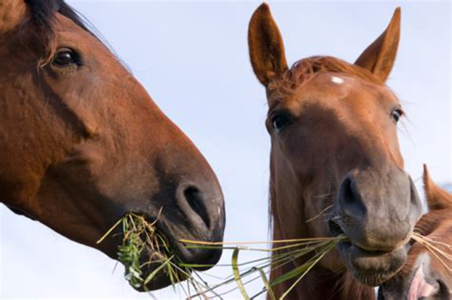 Horses eating