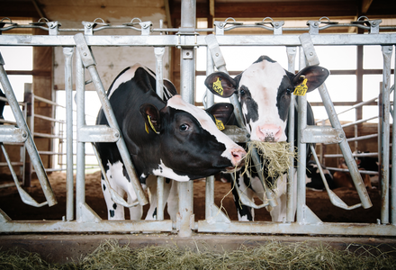 Cows eating hay listing