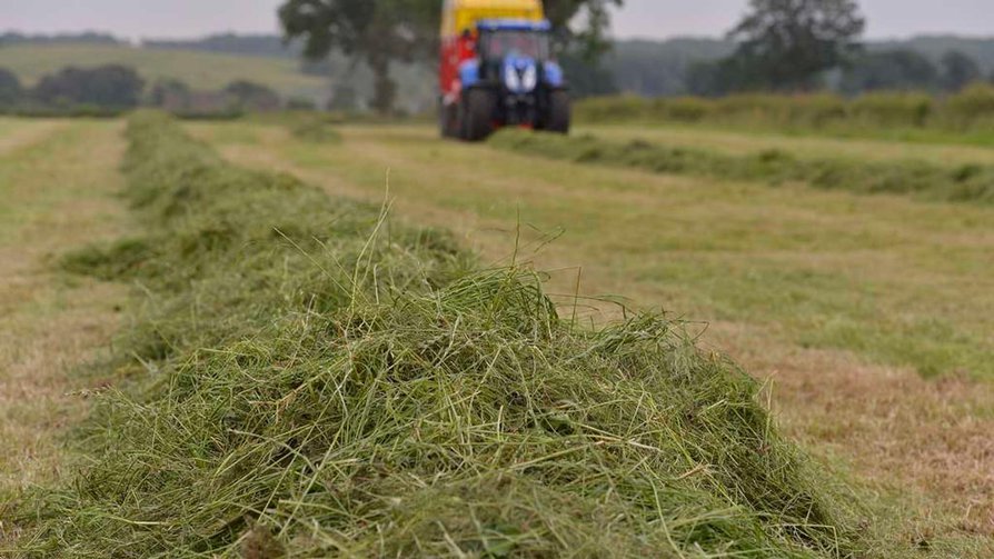 Silage cut