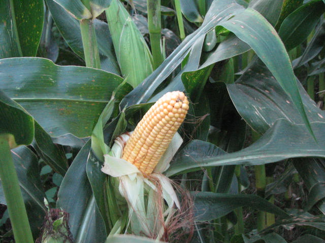 Maize