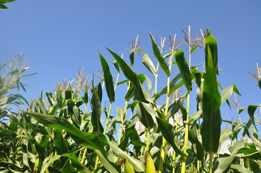 maize 1