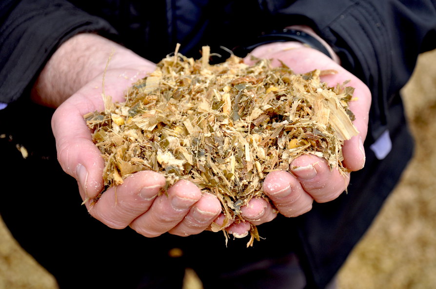 maize silage in hands