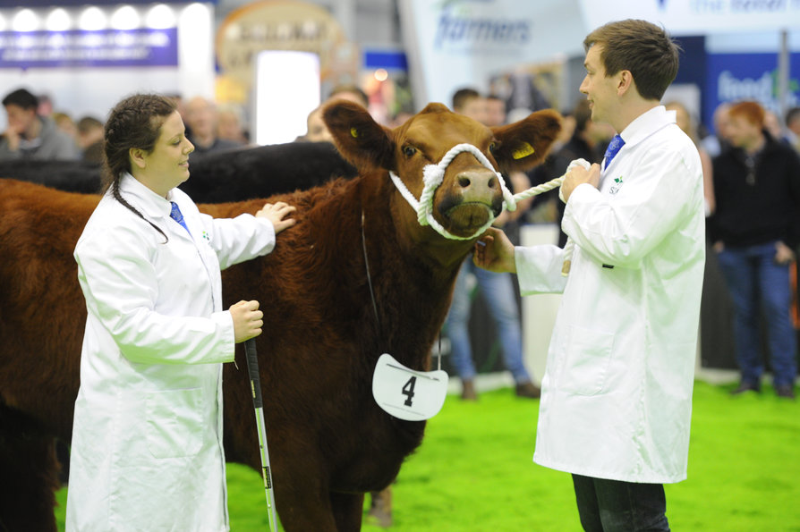 Agriscot cow
