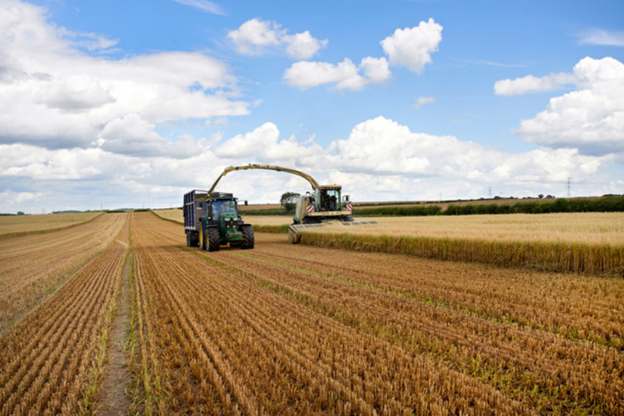 Wholecrop harvest