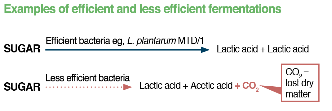 Efficient and inefficient fermentations