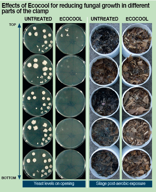 Fungal growth