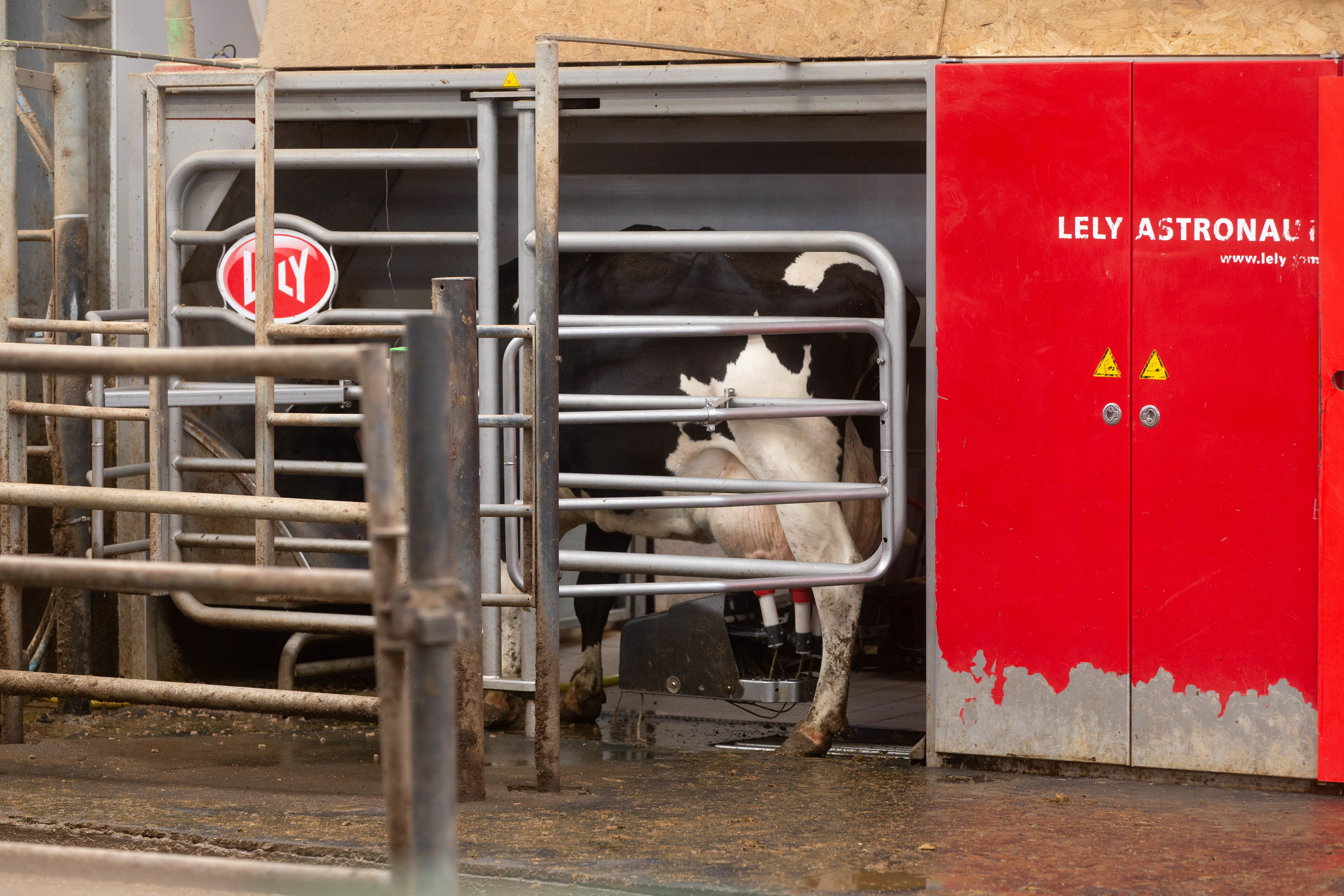 CUF - robotic milking