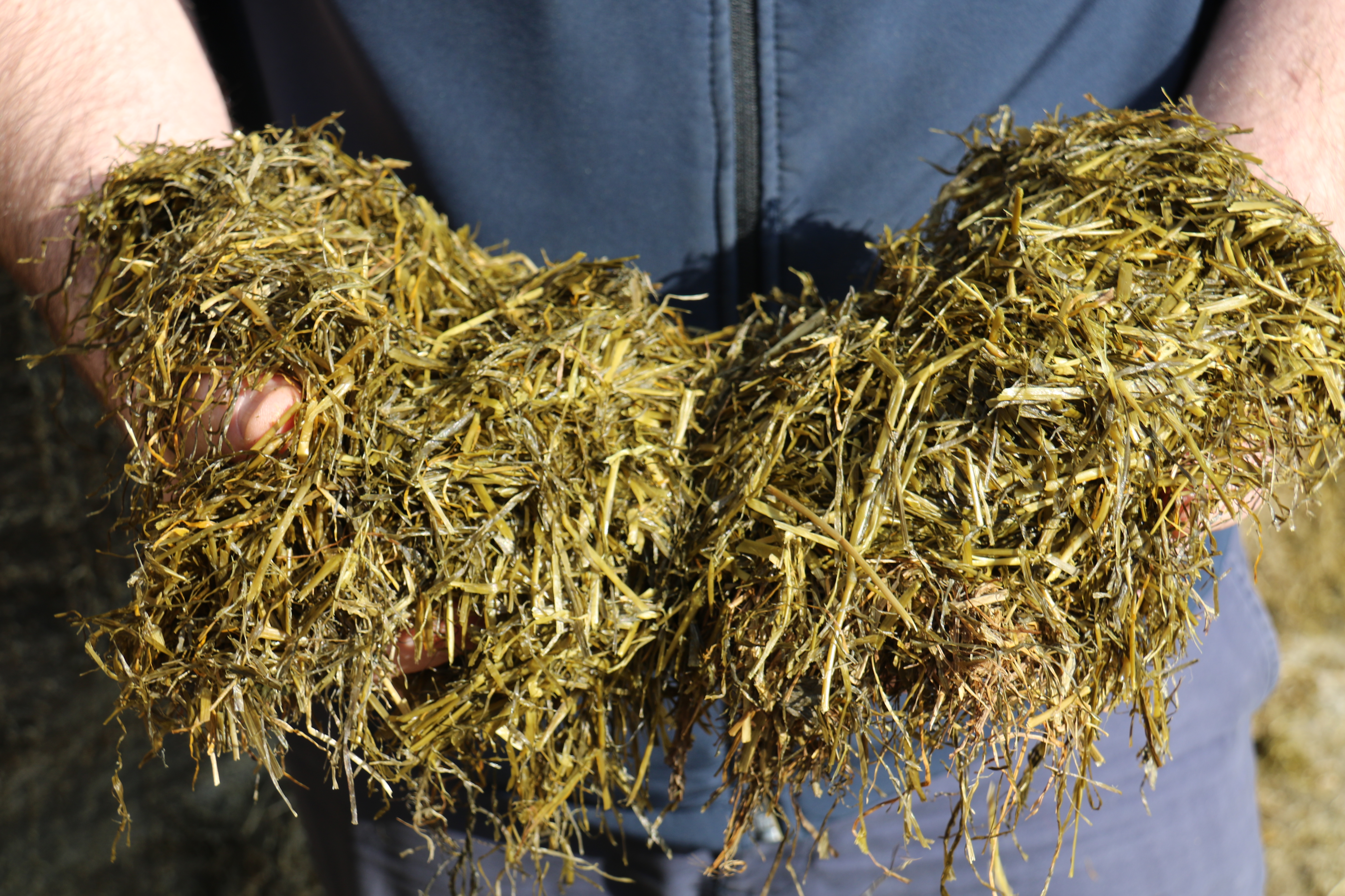 Grass silage in hands