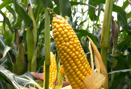 Maize cob (from KS)