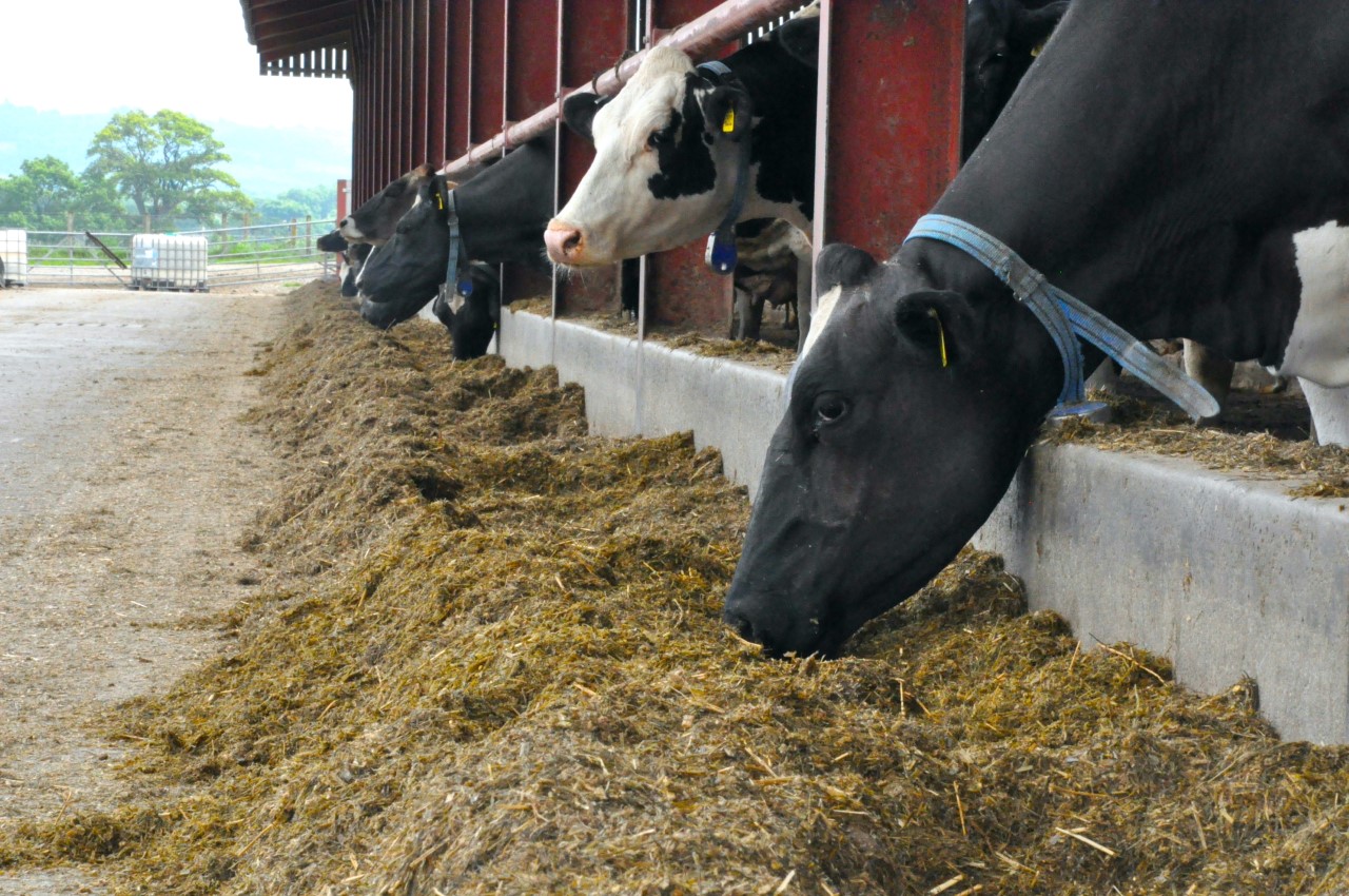 Cows eating silage