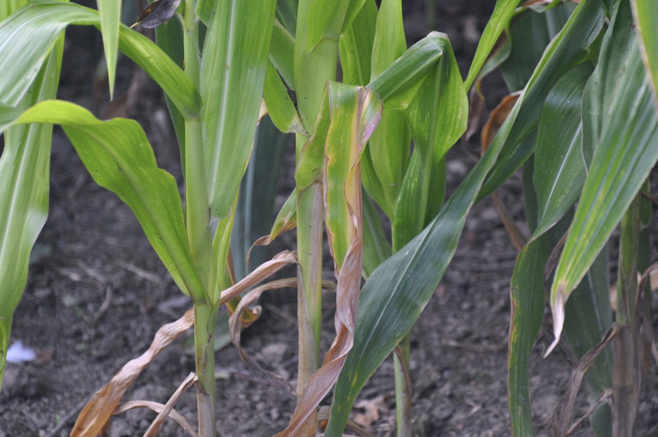 Leaf browning