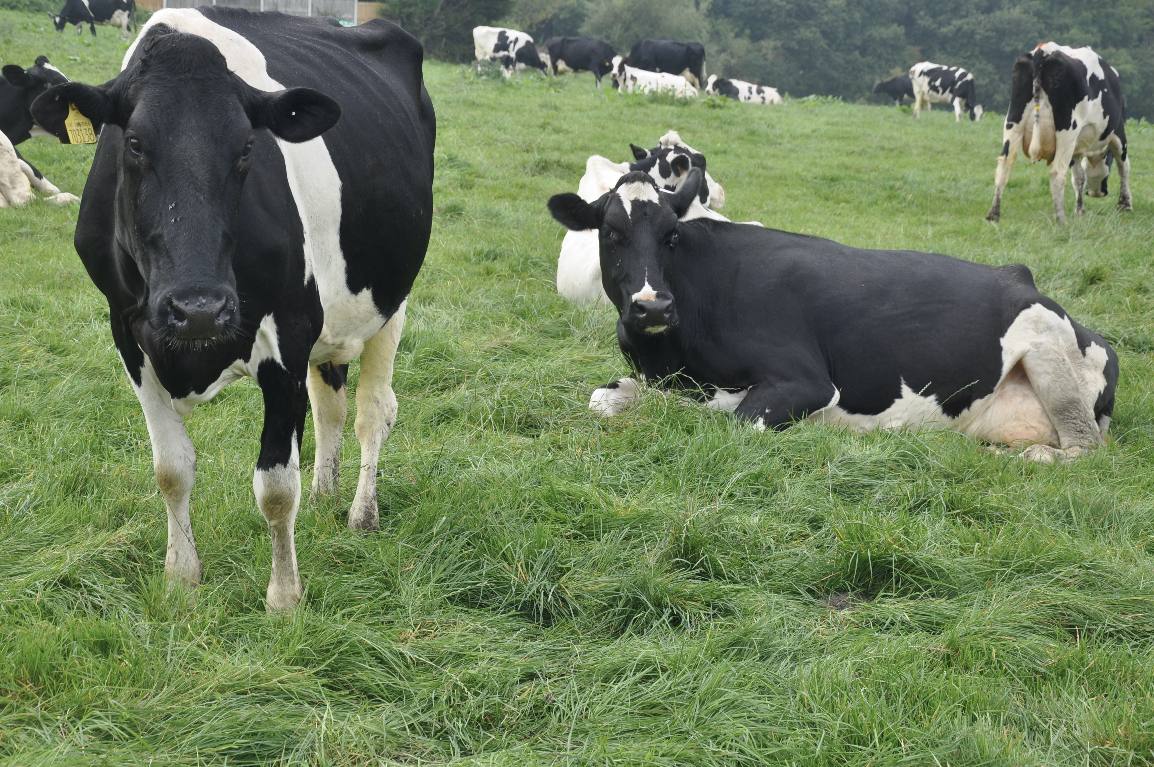 Bagillt Hall Farm