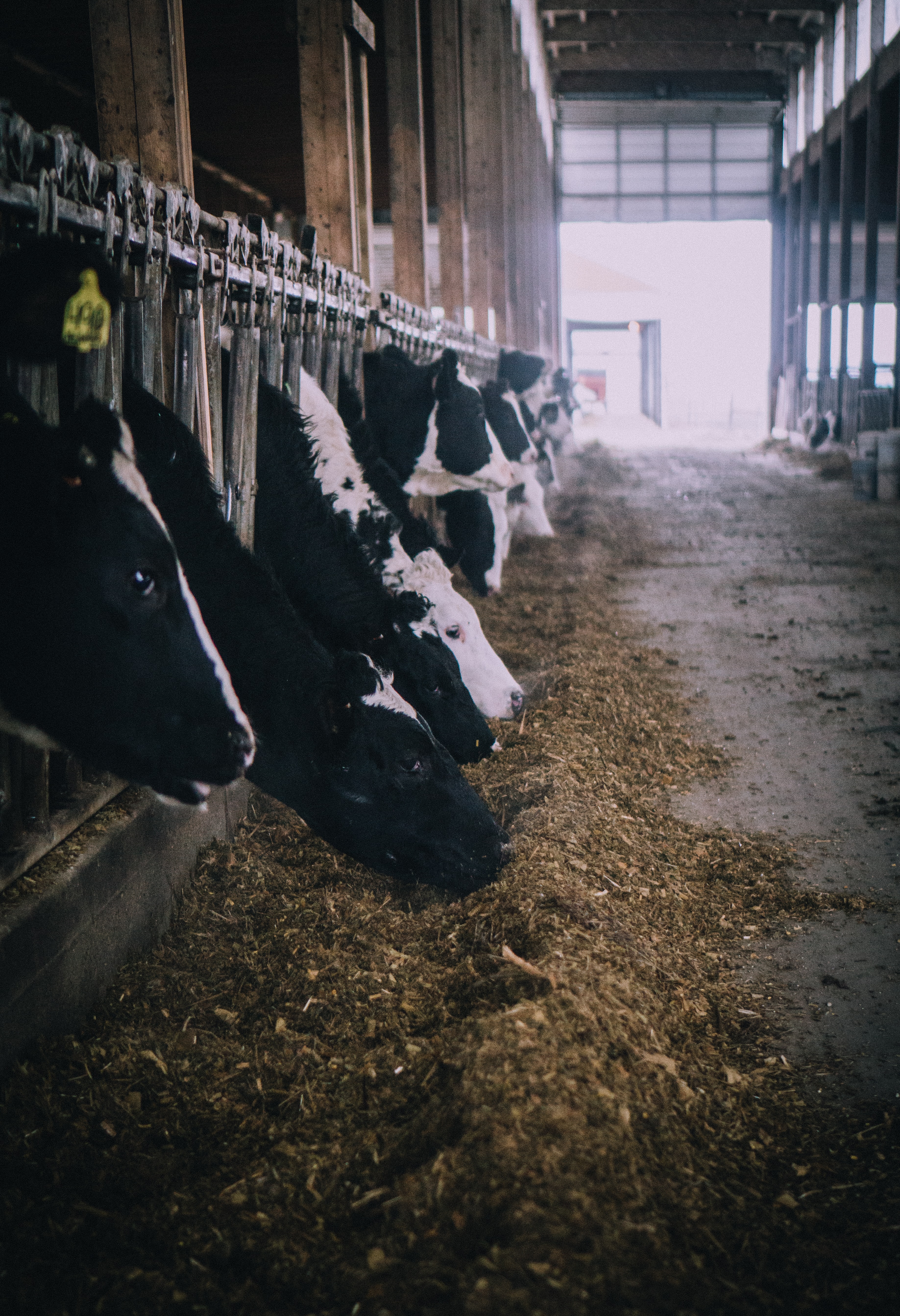 Cows eating silage