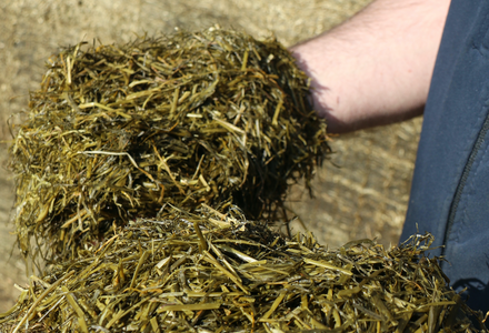 Grass silage 2 listing