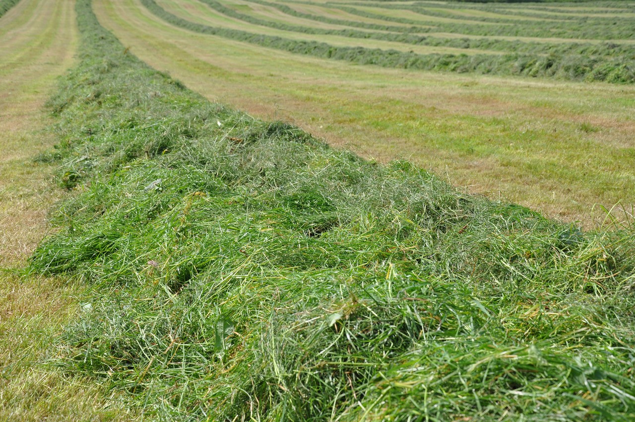 Silage in Field