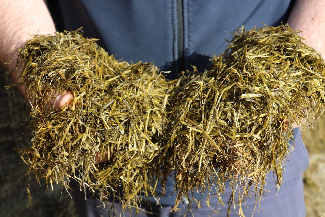 Grass Silage in Hands
