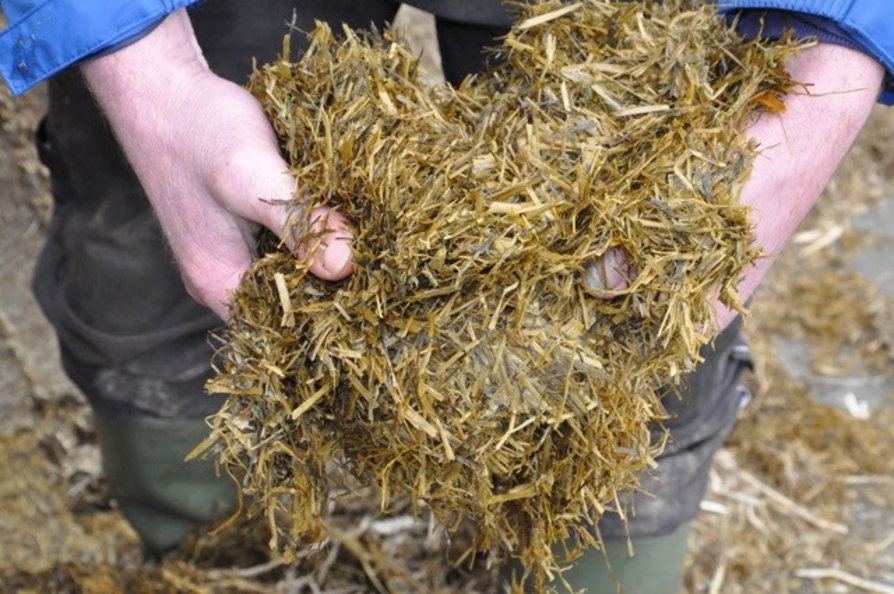 Grass Silage in Hands